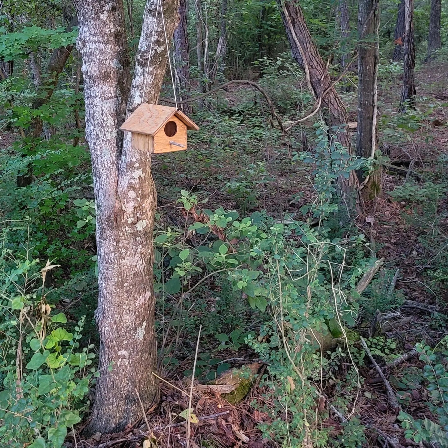 DIY Birdhouse Building Plans (FREE)