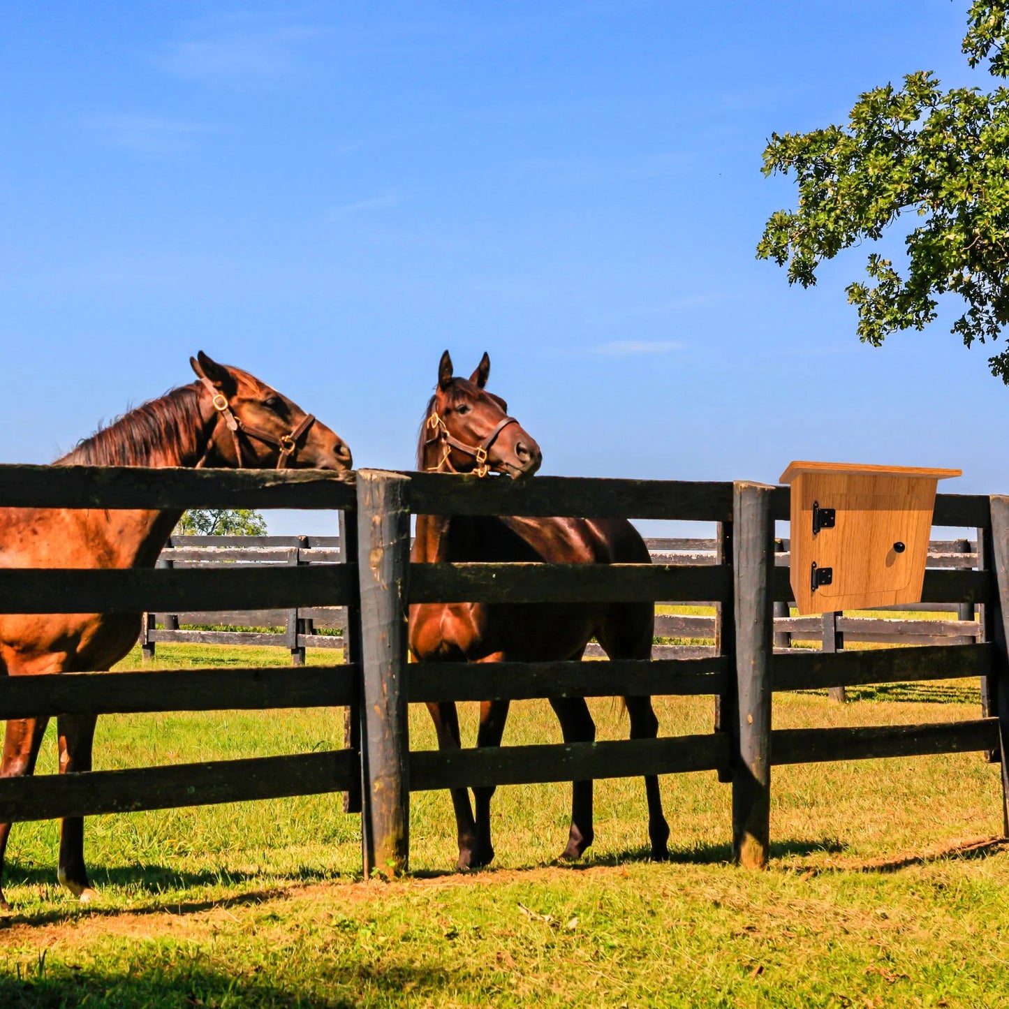 DIY Outdoor Halter Hanger Plans